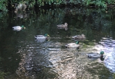 Ducks&swans6