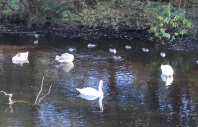 Ducks&swans8
